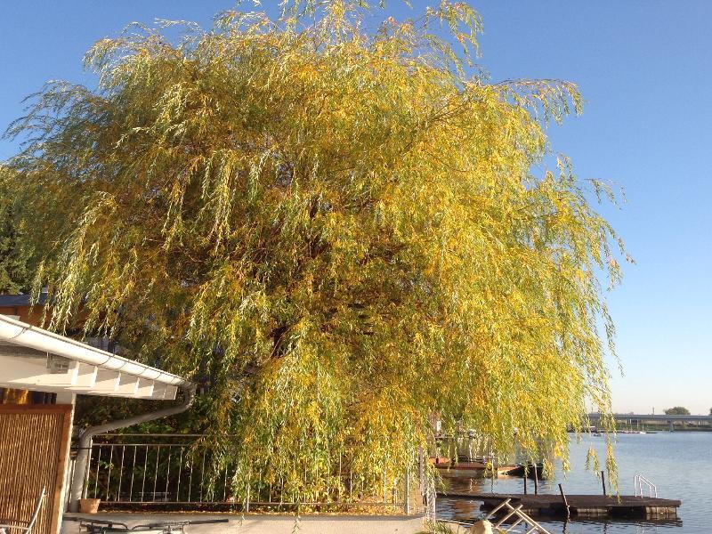 Appartamento Ajo - Alte Donau Garden Flat - Self-check-in *