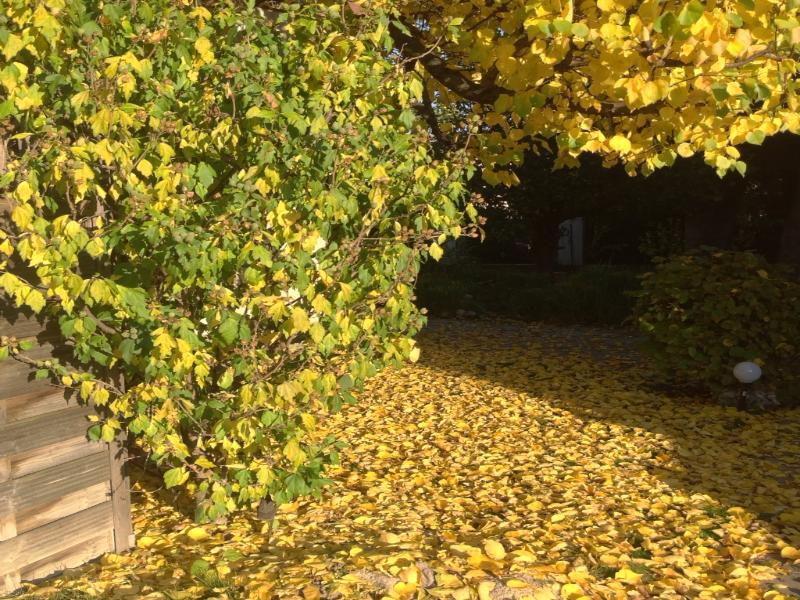 Appartamento Ajo - Alte Donau Garden Flat - Self-check-in